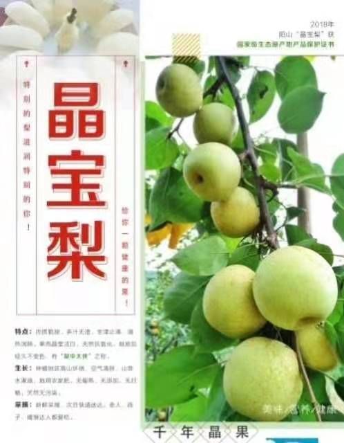 英德市水晶梨 广东省清远市英德市 