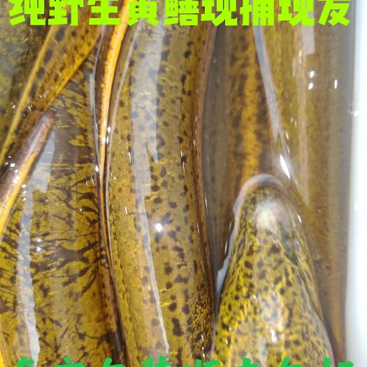 松滋市土黄鳝、稻田沟里、河沟里的土黄鳝！
