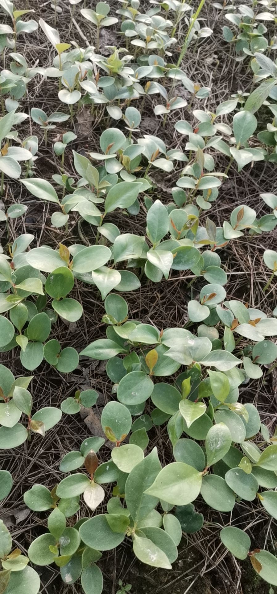 八角树苗  大量大红八角嫁接苗，小苗实生苗