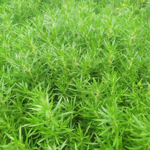 青州市绿叶佛甲草，双色盆小皮桶，苗圃直发