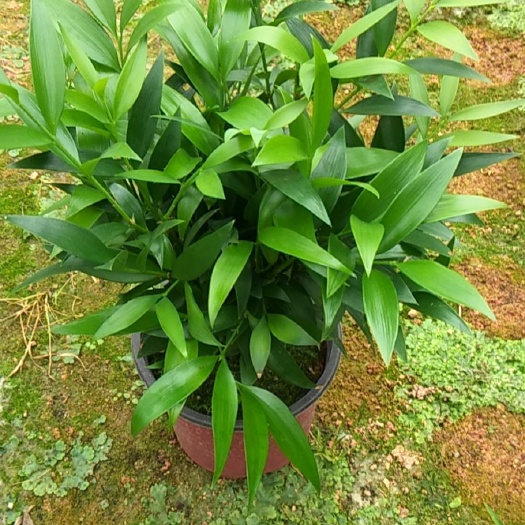 漳平市竹柏小盆栽
