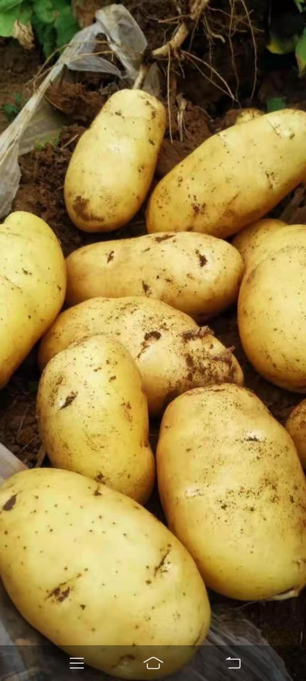  土豆荷兰土豆黄心白心