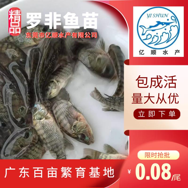 罗非鱼苗  脆肉罗非 优质品种  省料生长速度快，抗病毒性强