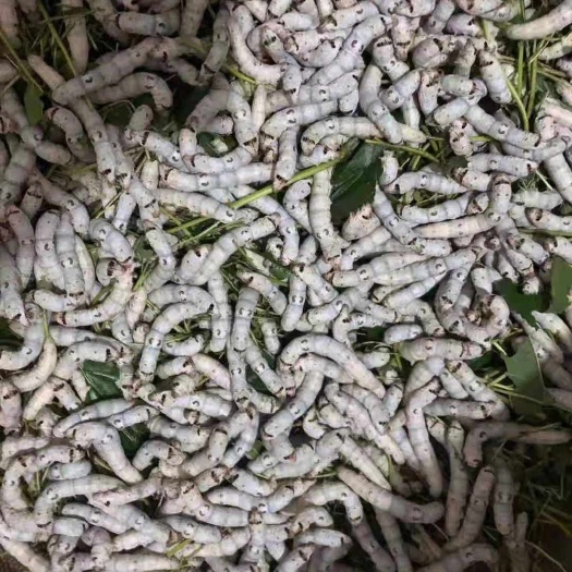 黄平县桑蚕 蚕虫，卖