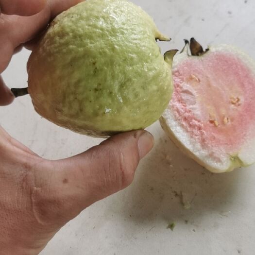 中山市番石榴 红心芭乐