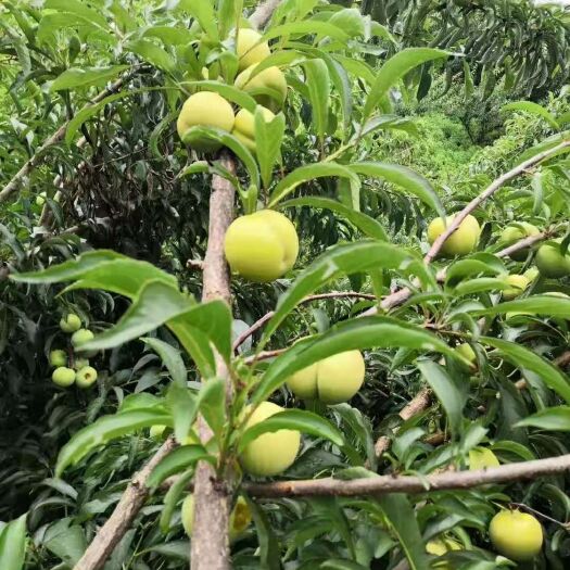 镇宁县李子 正宗六马蜂糖李，正在上市，有需要的联系。