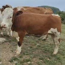 威宁县西门塔尔牛  纯西门塔尔母牛600斤