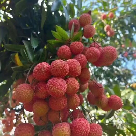 广州广东增城荔枝