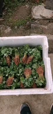 八角树苗  大量大红八角嫁接苗，小苗实生苗