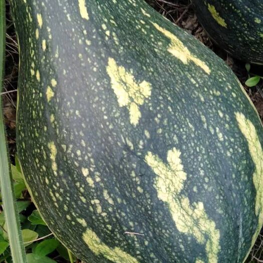 乳源县 香芋南瓜