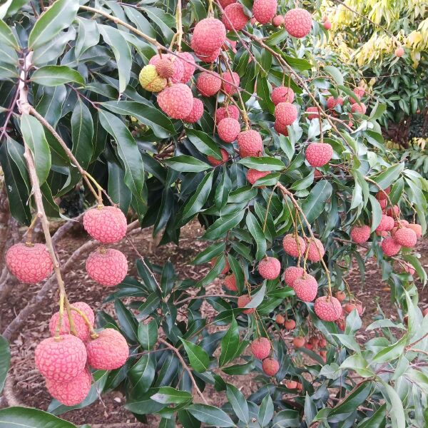 桂味荔枝 广西灵山荔枝