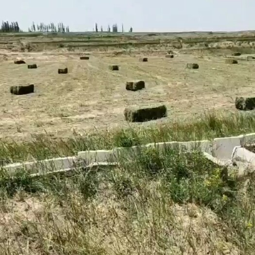 固原头茬苜蓿草 小捆 水分安全蛋白含量高