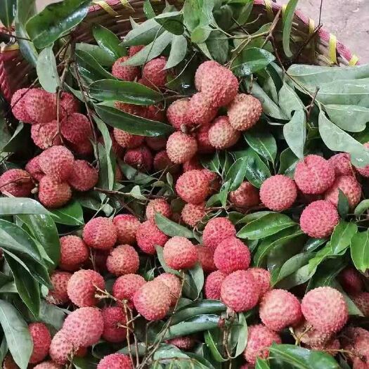 深圳桂味荔枝 深圳南山荔枝