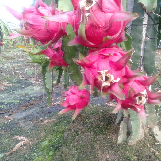 遂溪县 火龙果