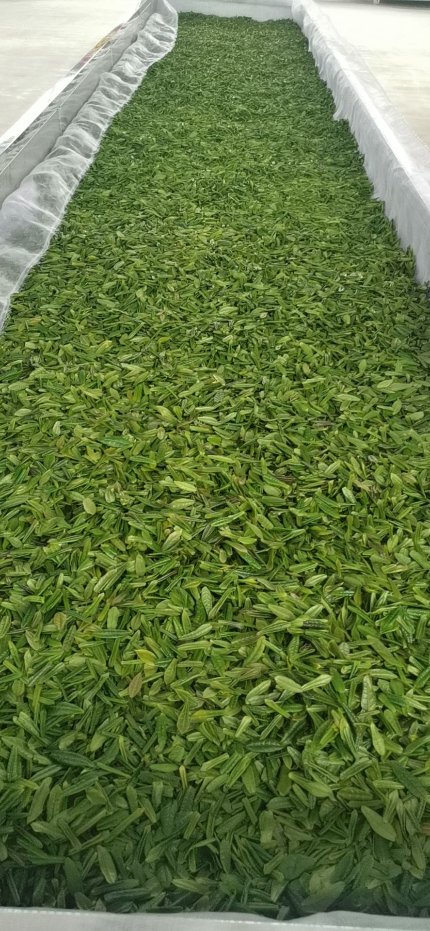 原产地厂家直销野谷云雾六安瓜片绿茶春茶纯手工浓香耐泡