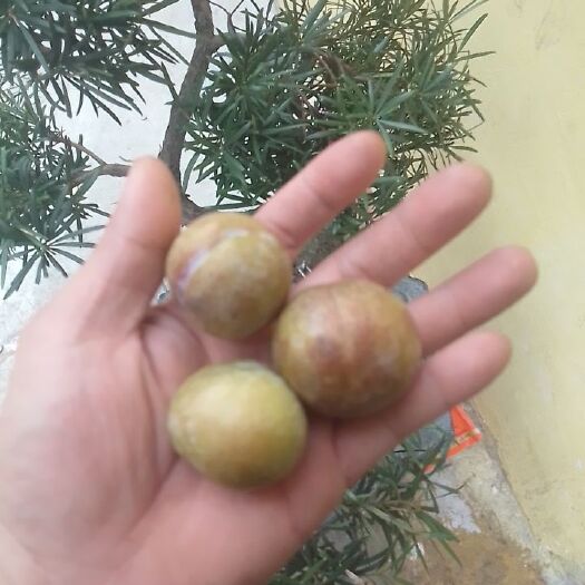 阳山县家人种植三华李，眼看要熟了。没有销路，哪路老板帮帮忙，