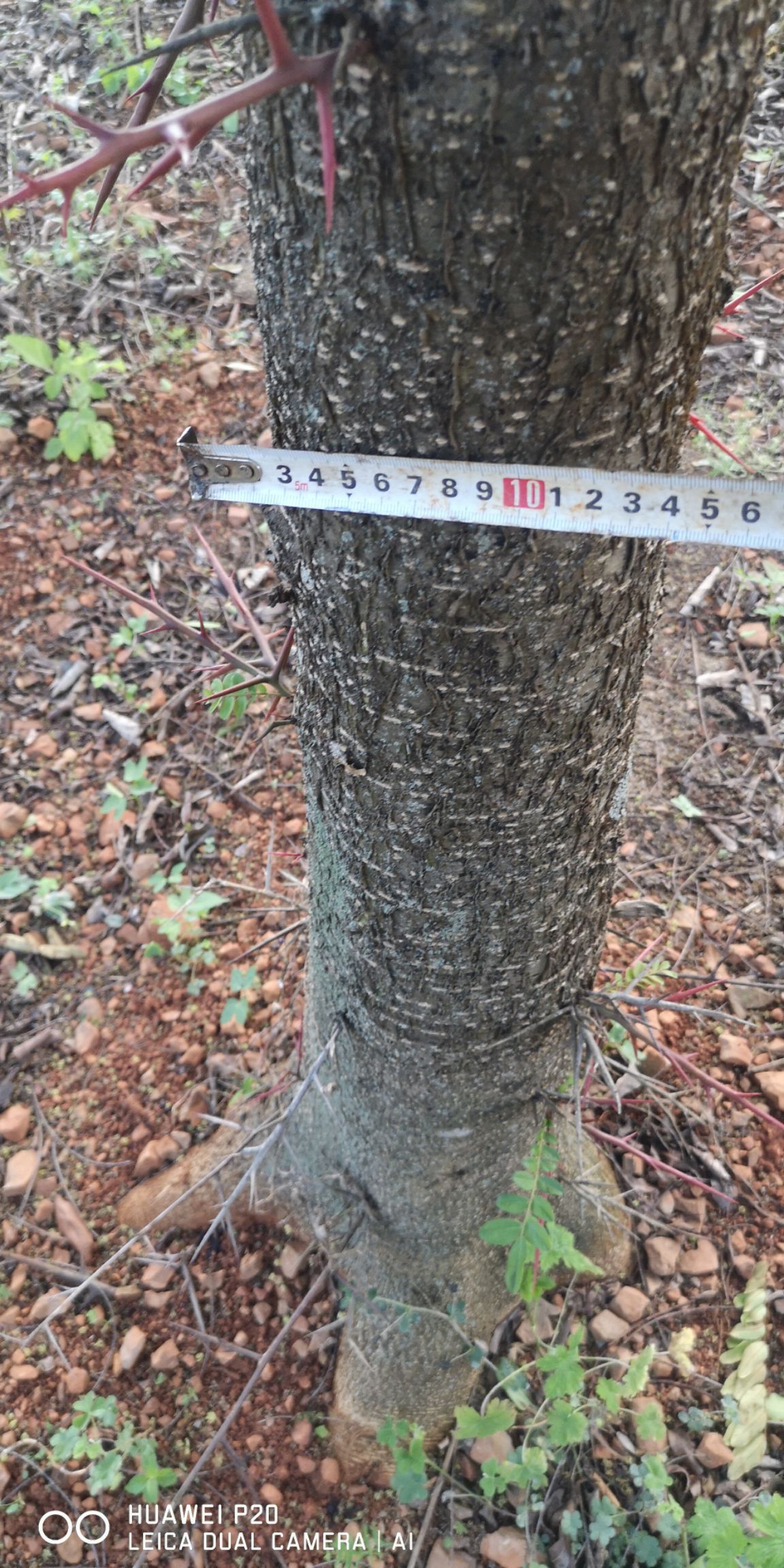  10年生   15-20公分精品皂角树