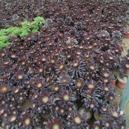 枣庄 多肉法师铜壶优惠清理