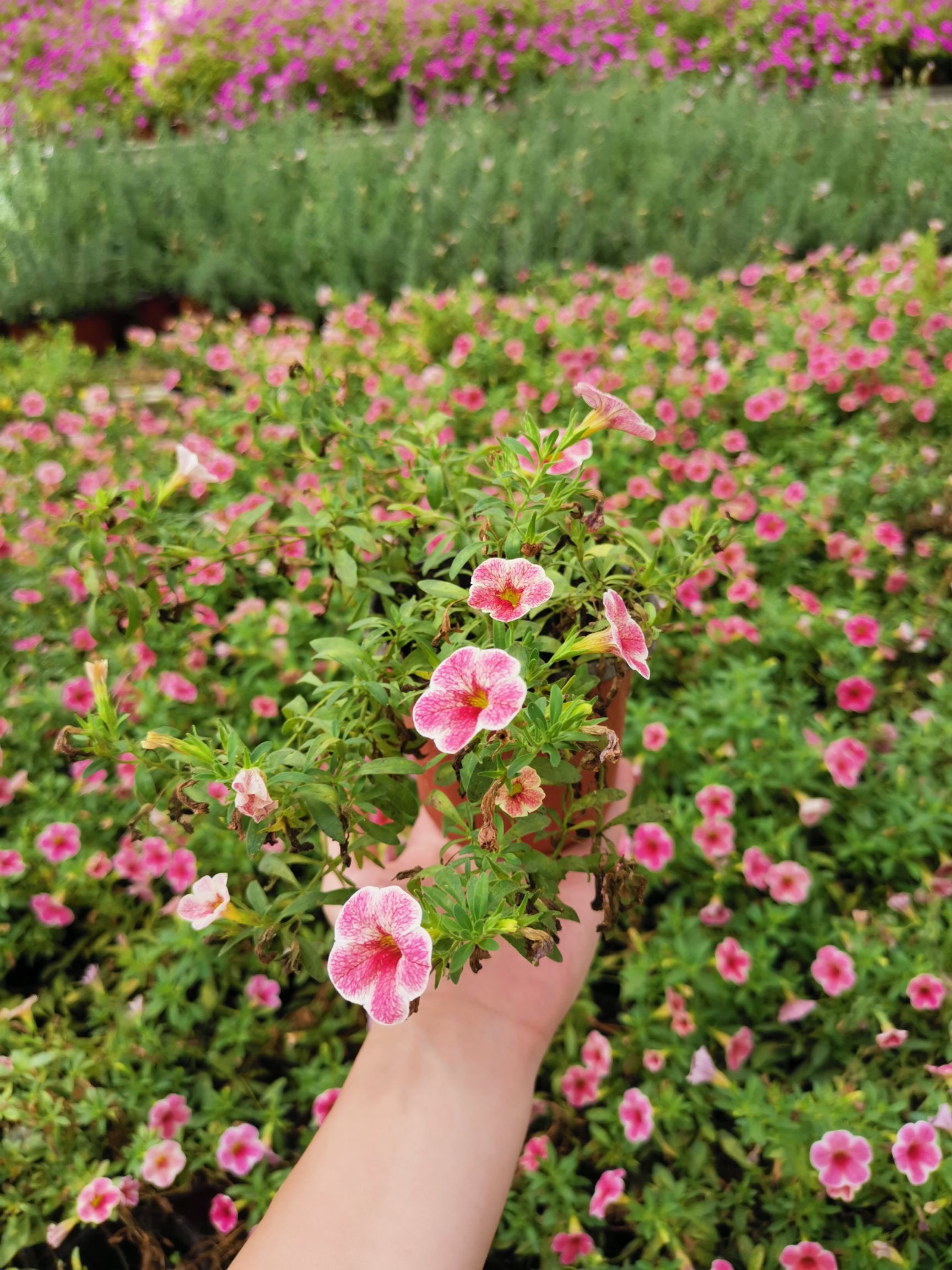 垂钓牵牛 百万小玲（舞春花）