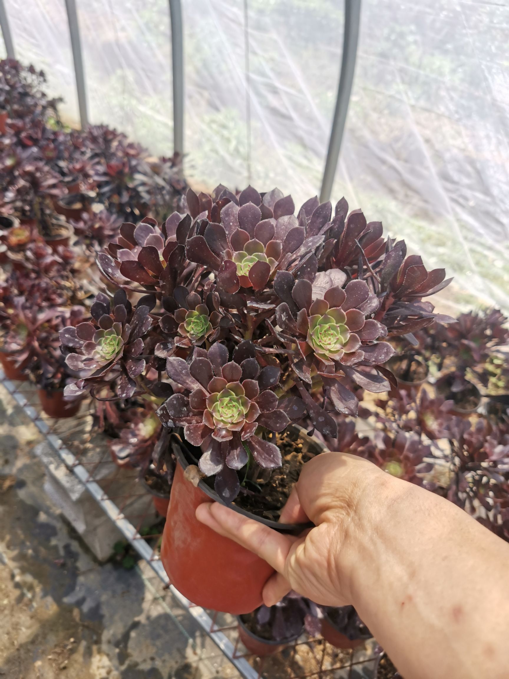  多肉法师铜壶优惠清理