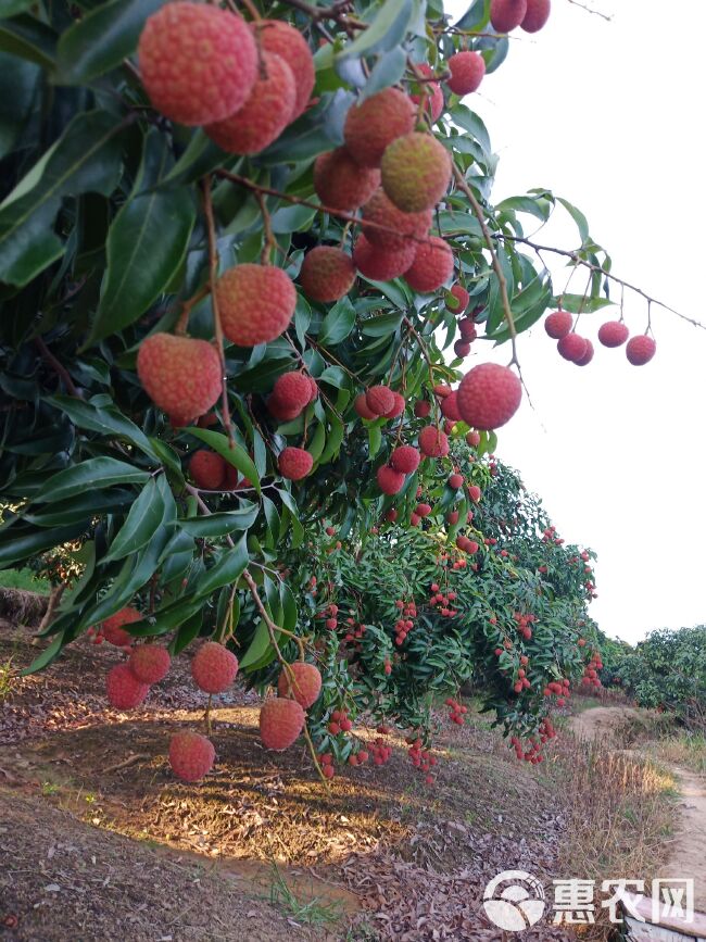 桂味荔枝 广西灵山荔枝