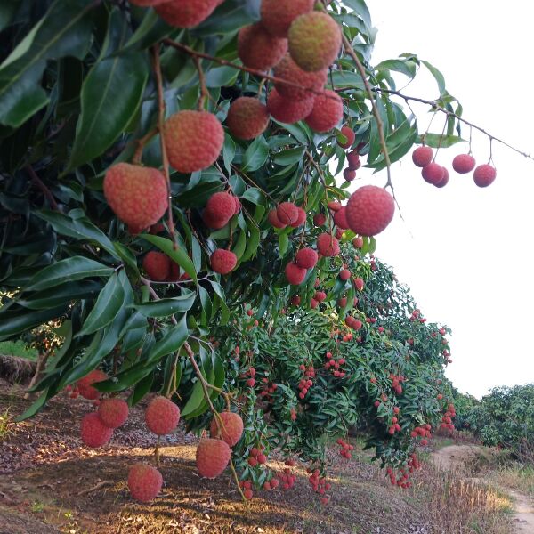 桂味荔枝 广西灵山荔枝