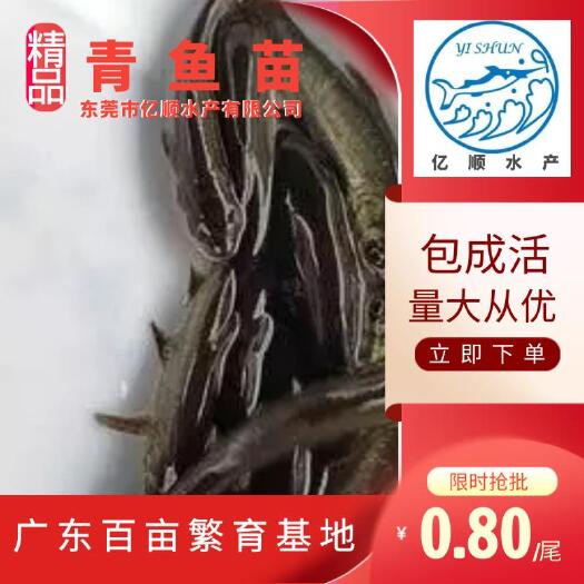 东莞市乌鳢苗  青鱼苗 耐养，皮毛好，成活率高。