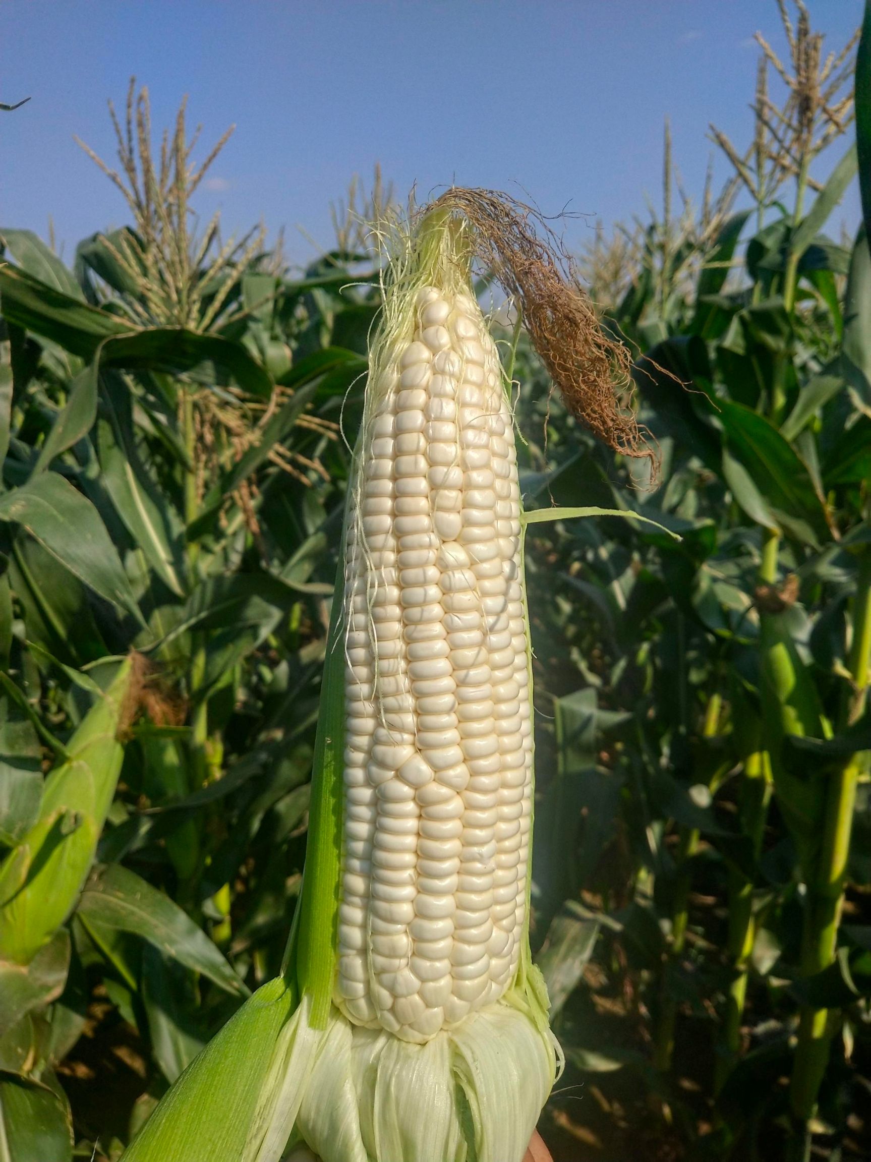  鲜食玉米，万糯两千，水果玉米，基地供应，量大质优