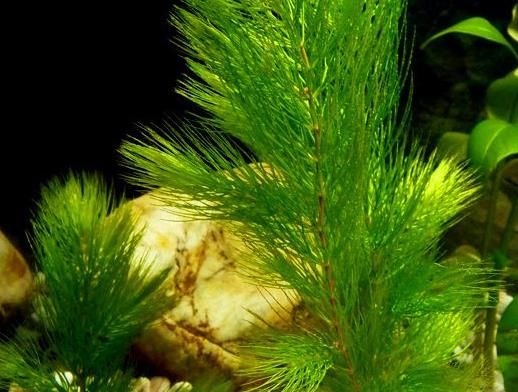 安新县睡莲 沉睡植物