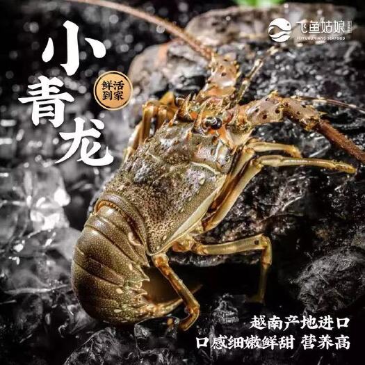 厦门小青龙龙虾  鲜活小青龙虾 广西海南越南小青龙玉龙虾