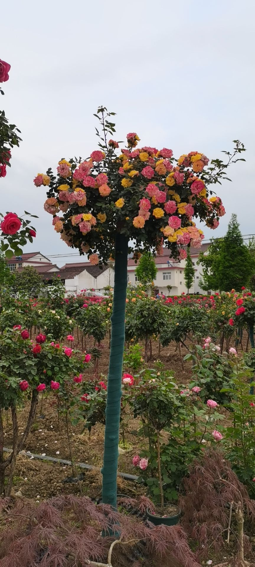 大量优质树桩月季，欢迎前来选购