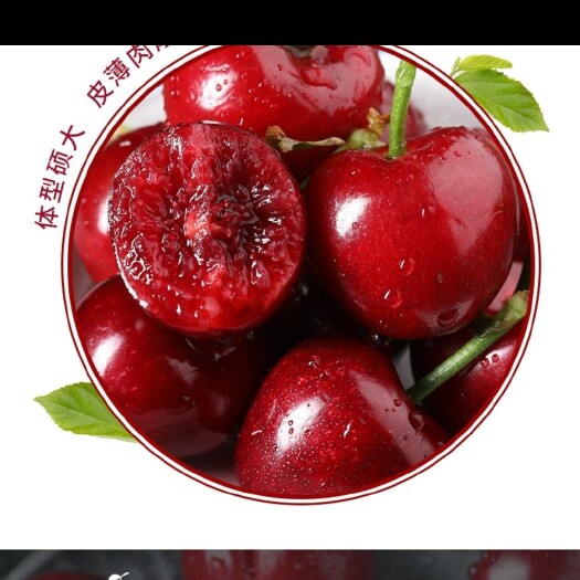 烟台 樱桃供应，品种多，货源充足，产地直发。