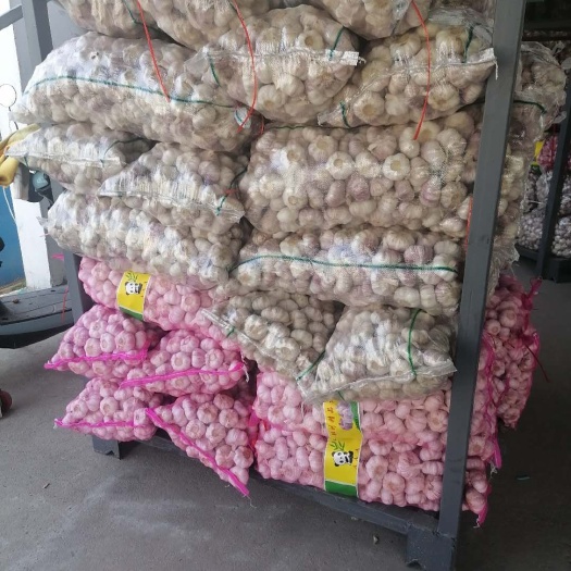 邳州市红皮蒜  精品净蒜红蒜，全国各地直发