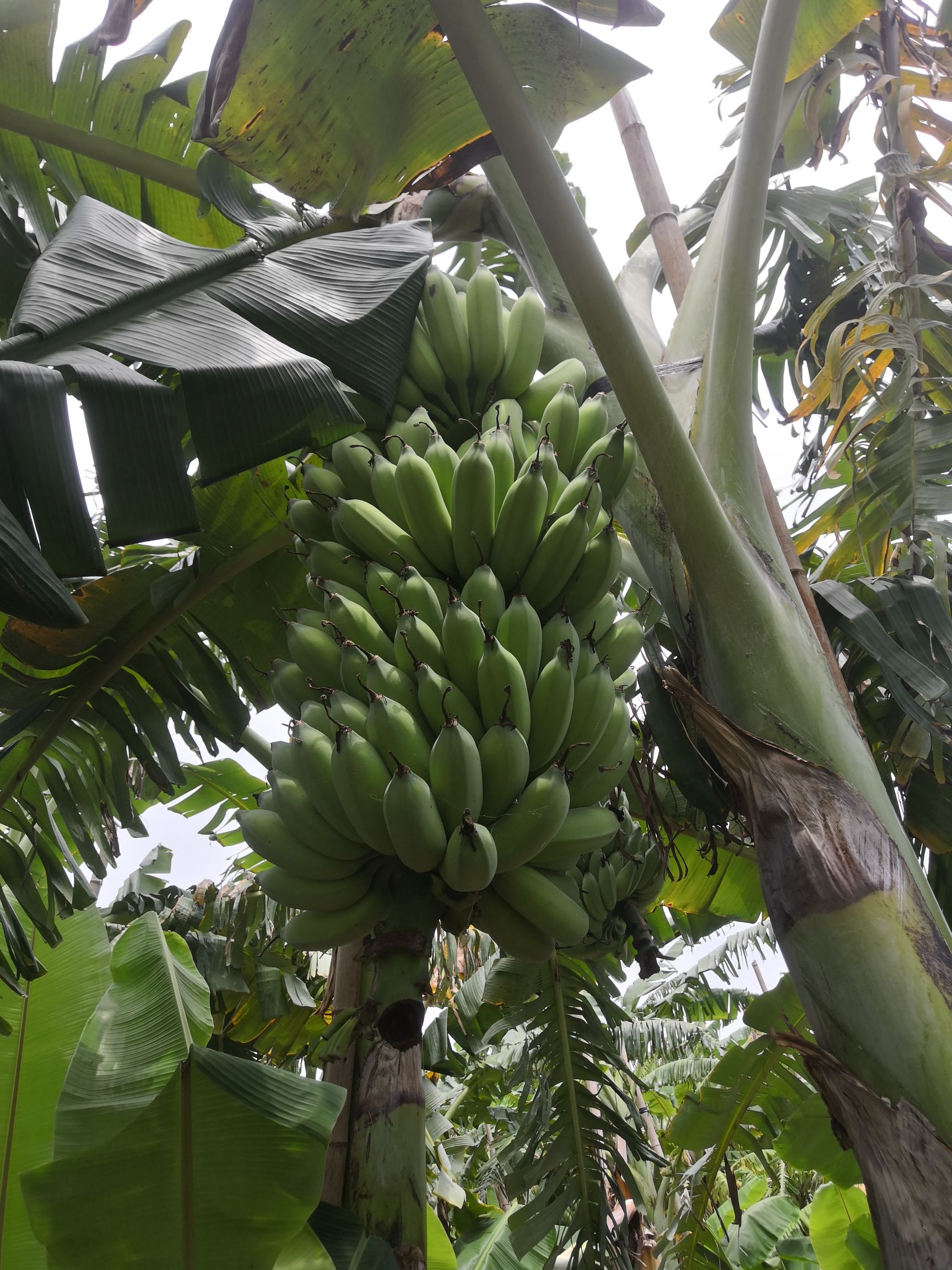 香蕉  湛江精品粉蕉，欢迎广大客商前来选购，只做精品，重复只做精品