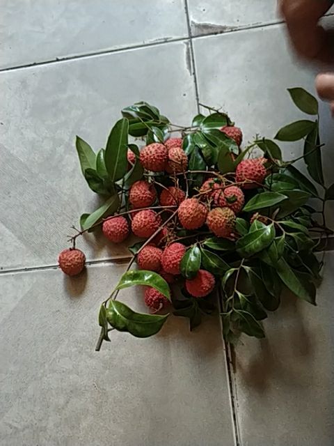 惠州桂味荔枝