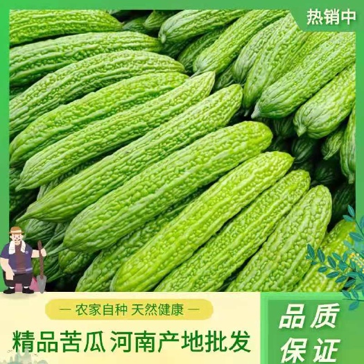 绿苦瓜  精品油绿，苦瓜，基地大量上市供应，质量保证，货源充