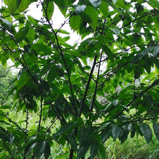 耒阳市山胡椒 大量木姜子出售