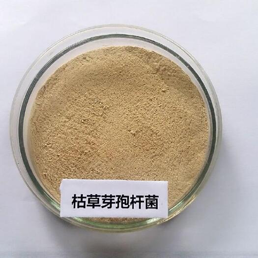 邯郸枯草芽孢杆菌： 预防重茬病害线虫的侵染， 增强抗病、 抗逆、