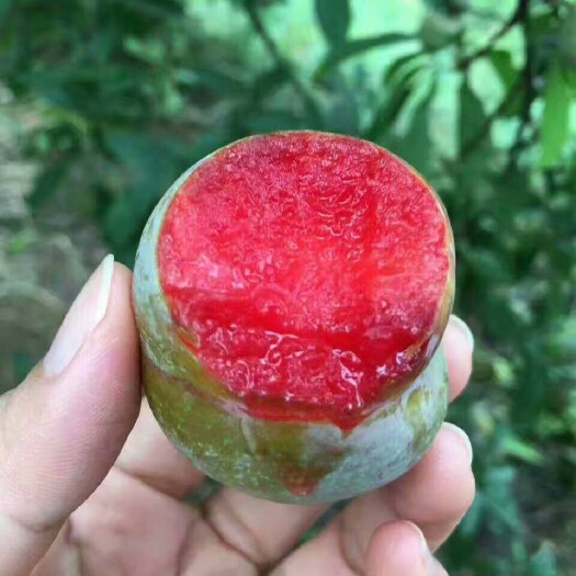 翁源县正宗翁源县三华李，个大皮脆果甜，红肉青皮。