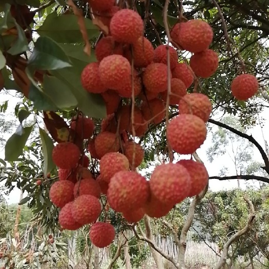 恩平市 挂绿荔枝