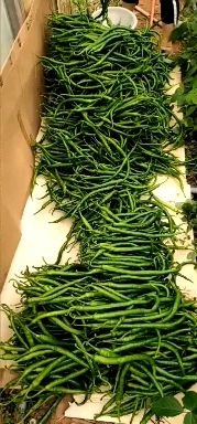 芦山县二荆条大量上市，薄皮