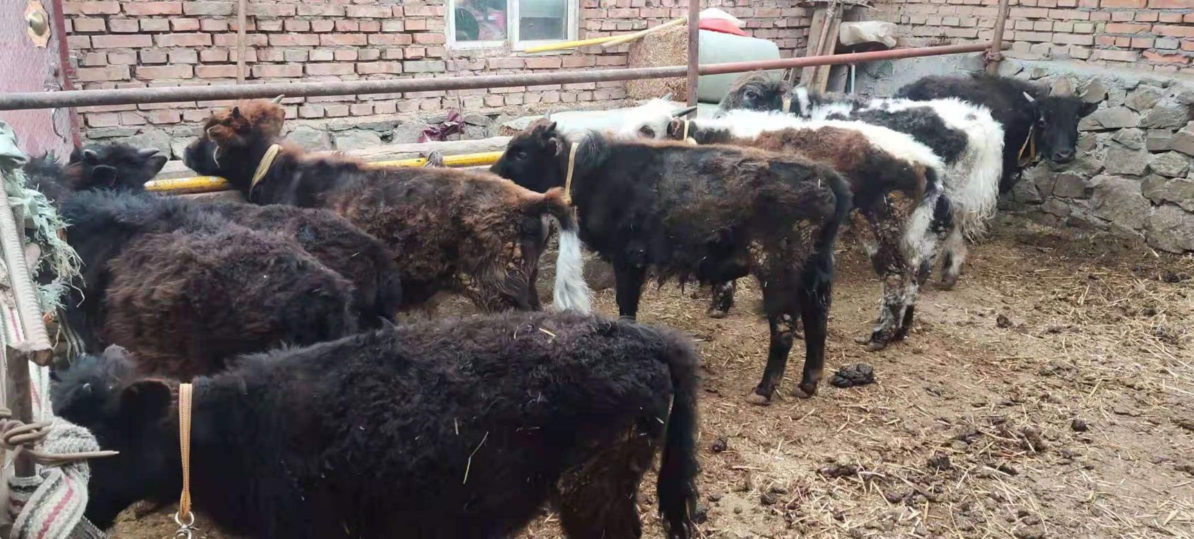 犏牛  优质牛犊、大牛出售