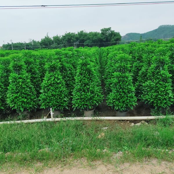  茉莉花，非洲茉莉大量批发