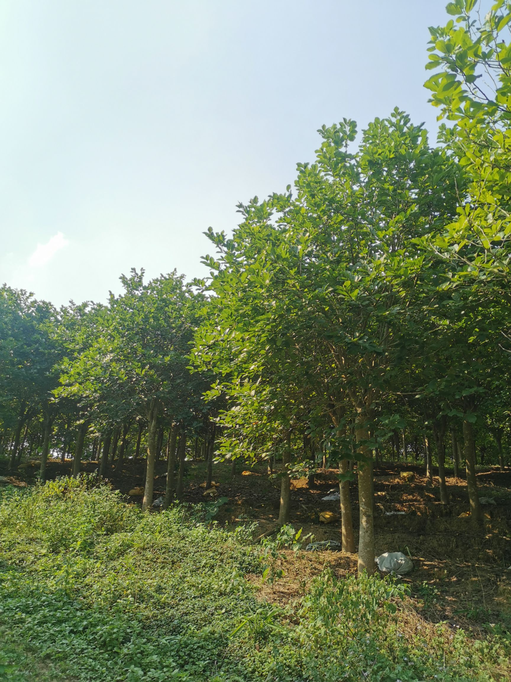 紫玉兰/玉堂春16-18分大量