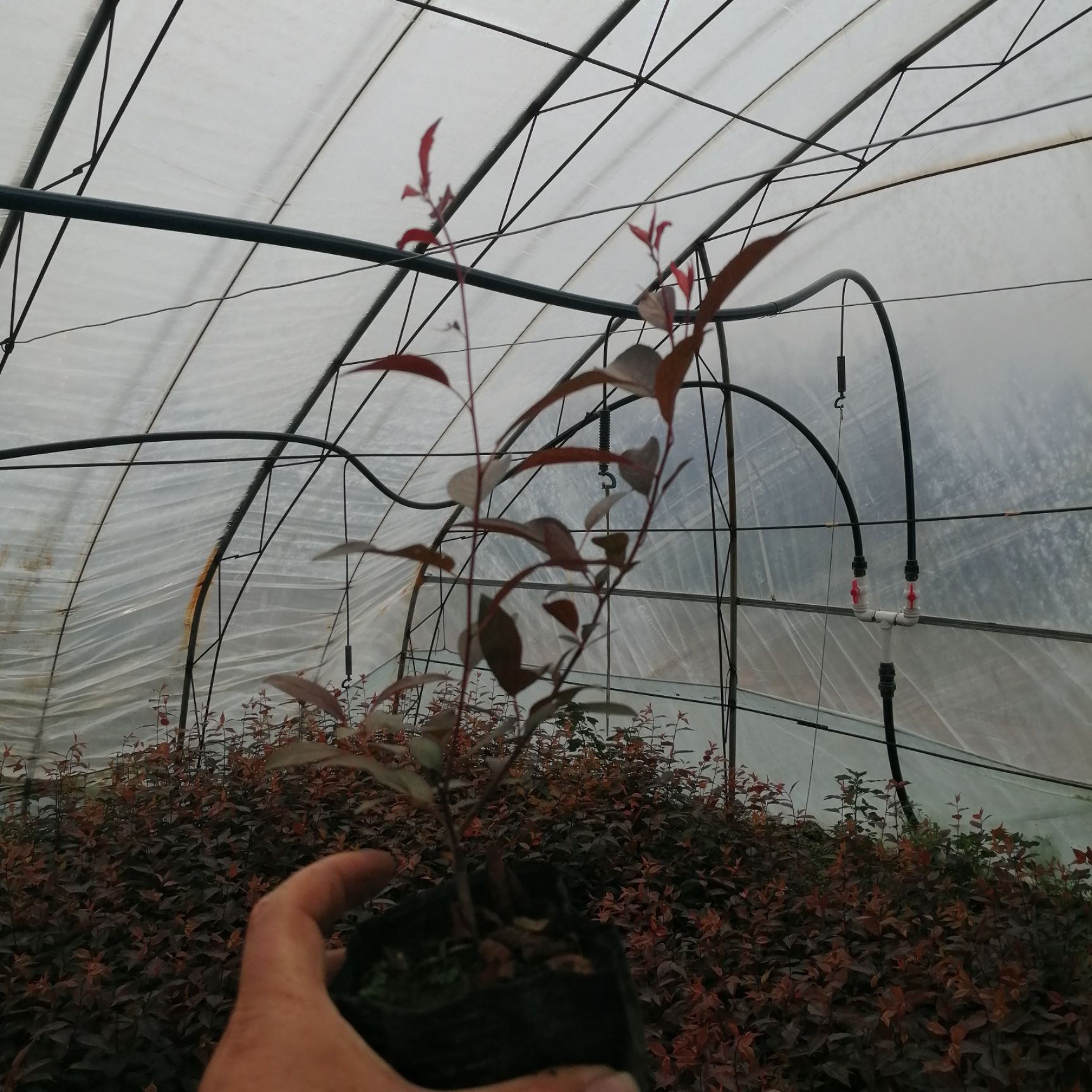  东北耐寒密枝红叶李营养杯苗，开原密枝红叶李杯苗