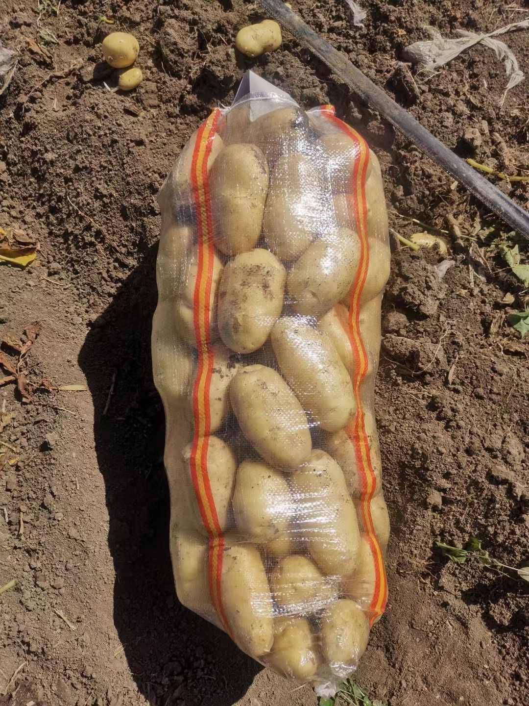 土豆上市需要的联系