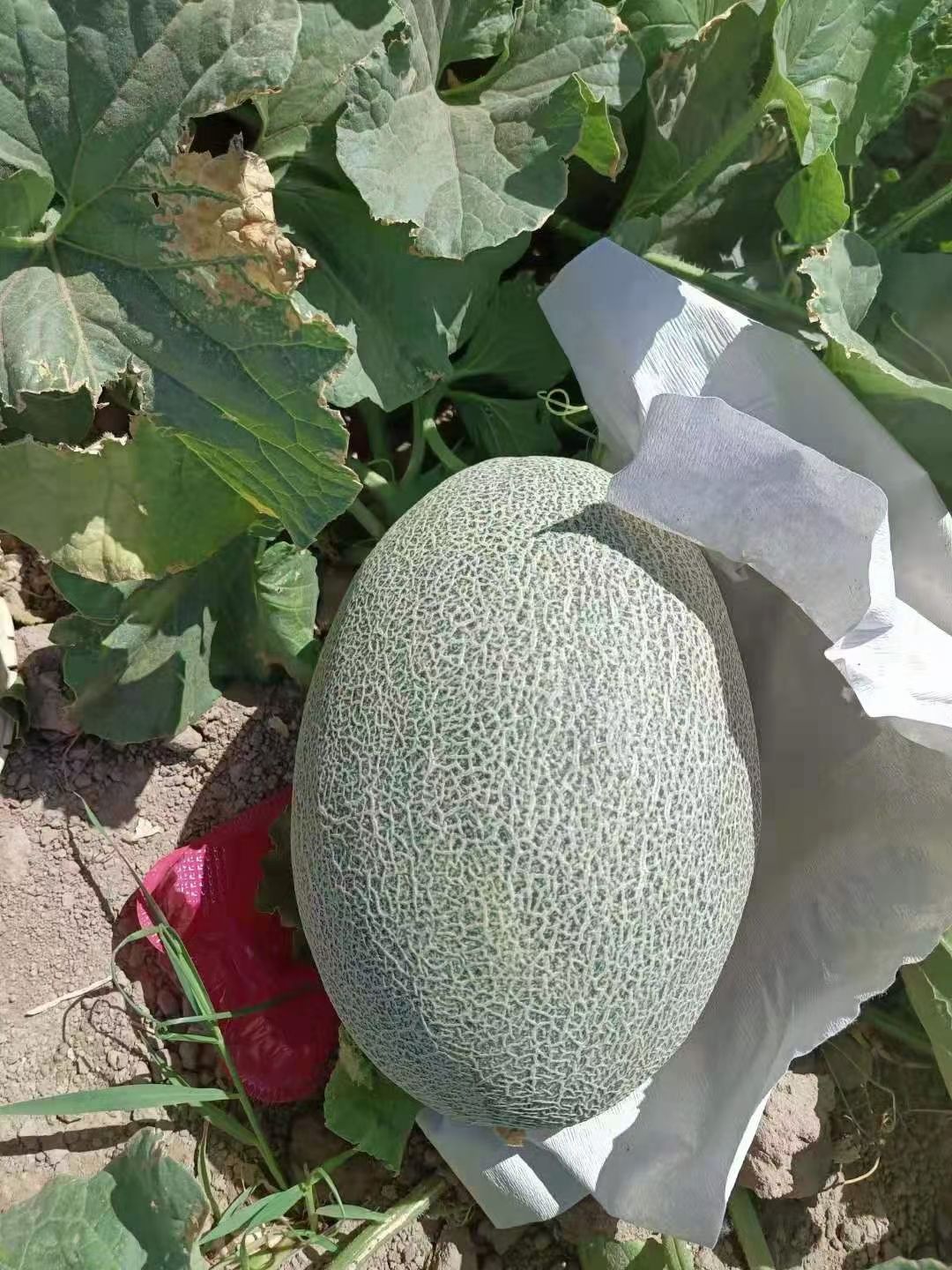 西州蜜 新疆维吾尔自治区吐鲁番市鄯善县