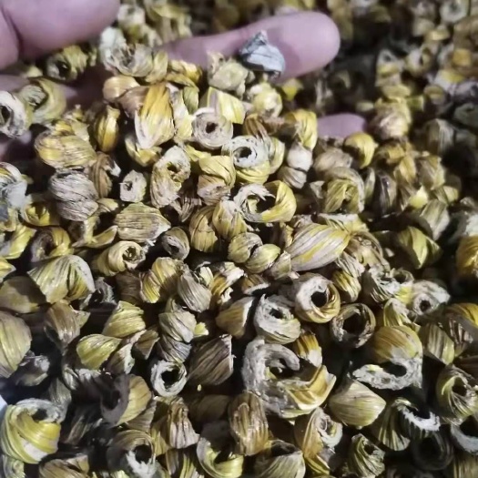 瑞丽市 马鞭石斛