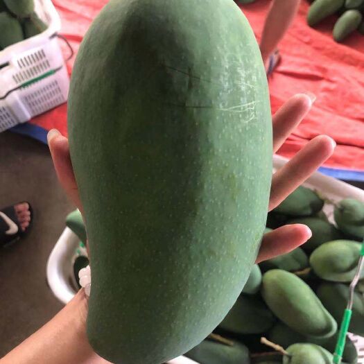 个旧市大青芒一级果