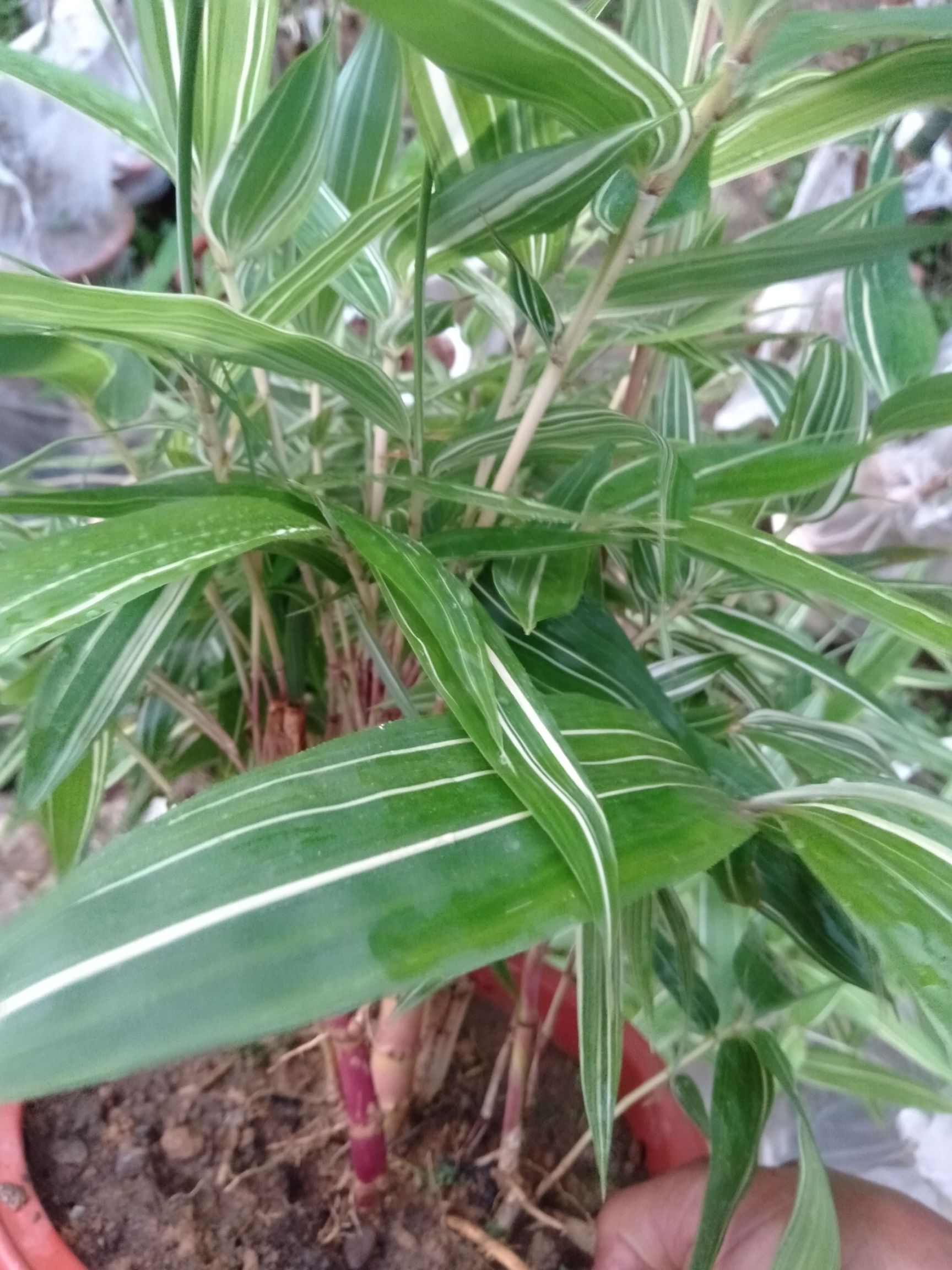 彩虹石竹  希要七彩虹竹大小及盆栽都有看中老板来电咨询谢谢